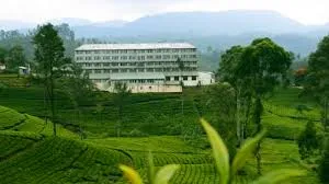 Tea factories